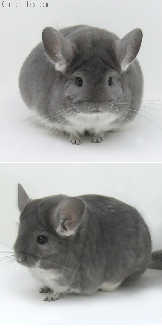 7099 Violet ( Possible Ebony Carrier ) Female Chinchilla