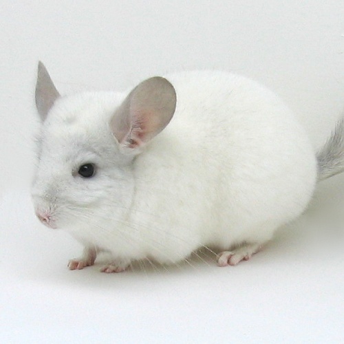 7131 Sapphire & White Mosaic Female Chinchilla