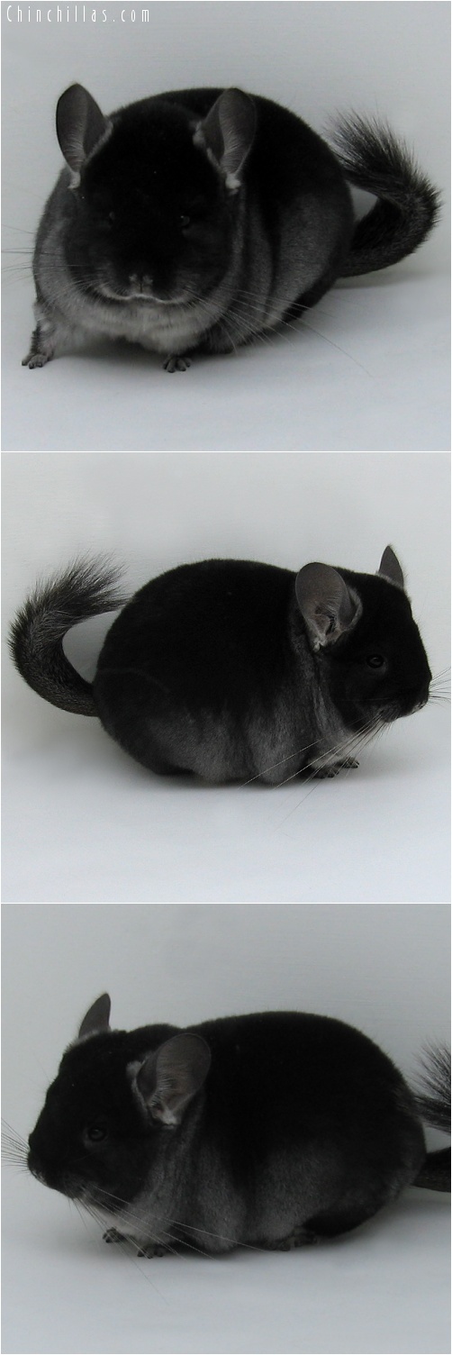 7136 Show Quality Black Velvet ( Ebony Carrier ) Male Chinchilla