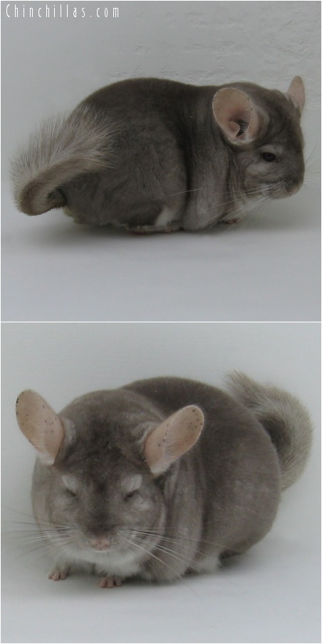 7108 Premium Production Quality Beige Female Chinchilla