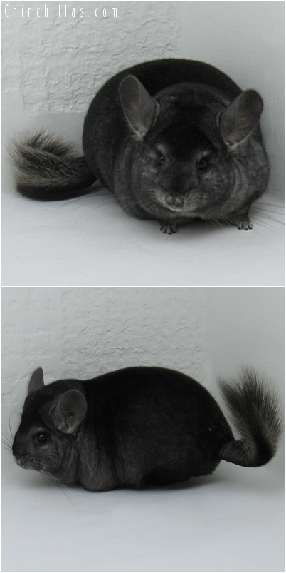 7089 Large Premium Production Quality Ebony Female Chinchilla