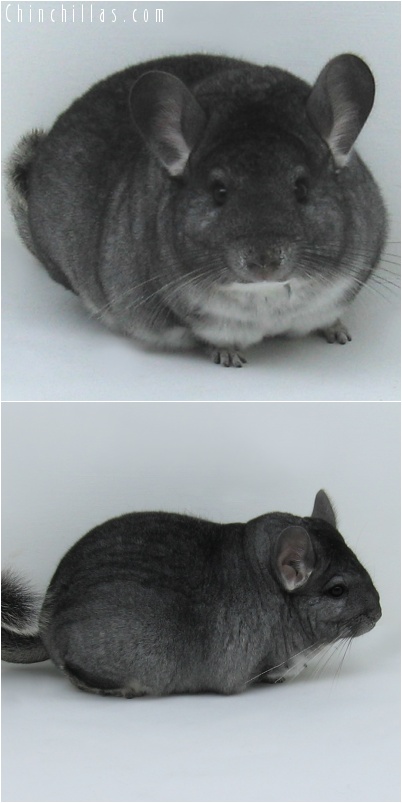 7066 Large Premium Production Quality Standard Female Chinchilla