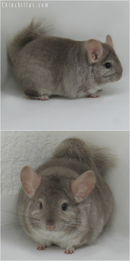 7145 Large Show Quality Beige ( Ebony Carrier ) Female Chinchilla