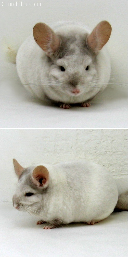 7158 Large, Unique Beige & White Mosaic ( Ebony Carrier ) Female Chinchilla