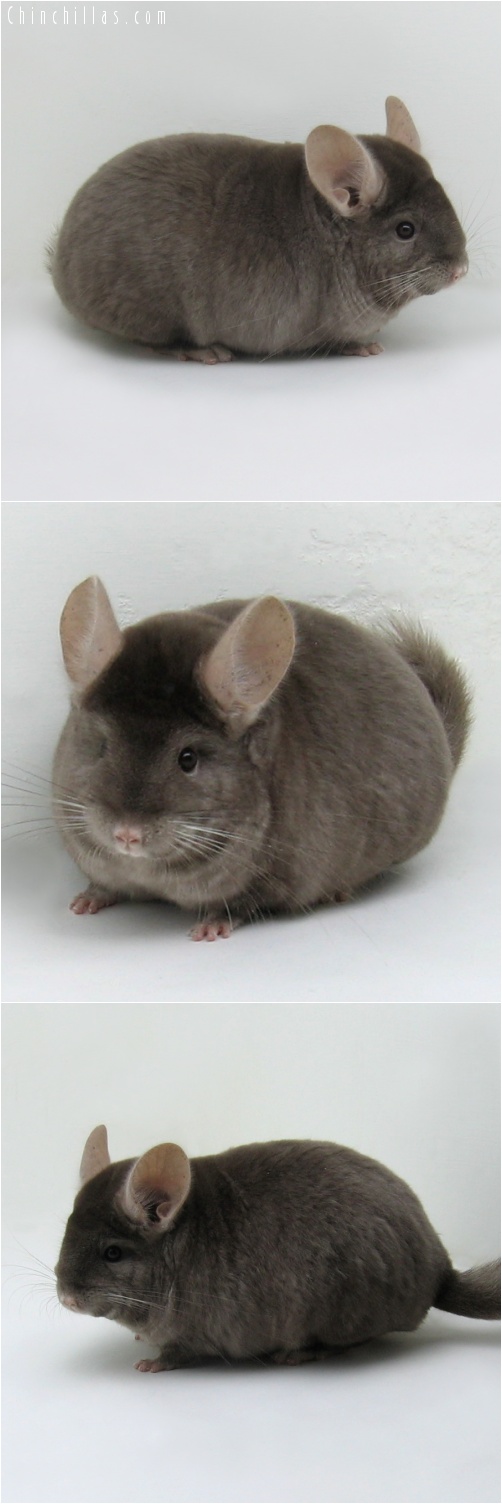 7150 Large Tan Female Chinchilla