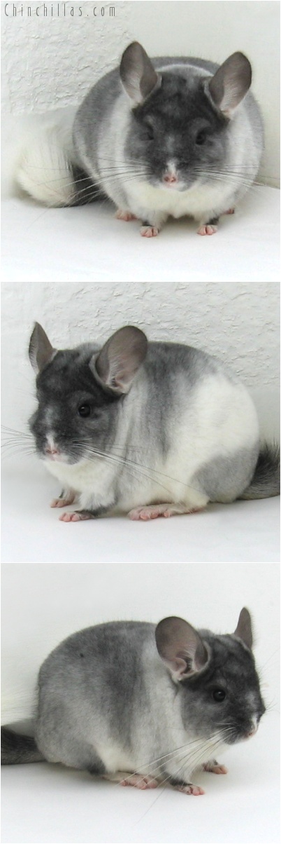 7135 Top Show Quality TOV White Male Chinchilla