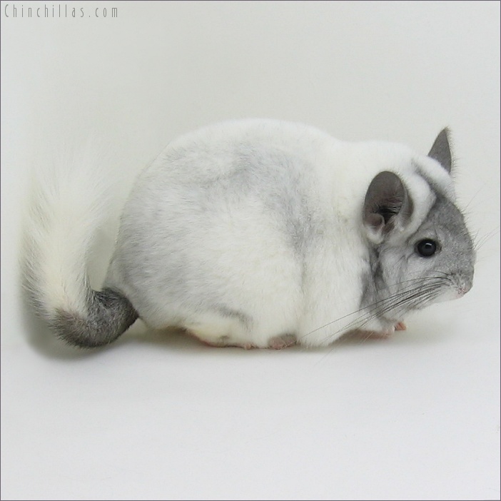 7165 Blocky Ebony & White Mosaic Female Chinchilla