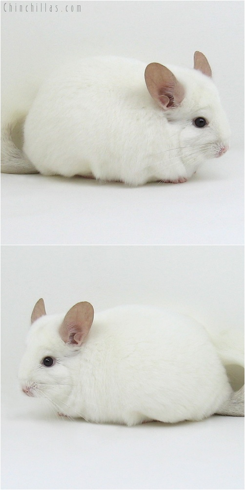 7160 Pink White Female Chinchilla