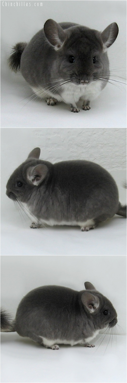 7159 Show Quality TOV Violet Male Chinchilla