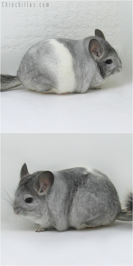 7152 Large Show Quality Silver Mosaic Female Chinchilla