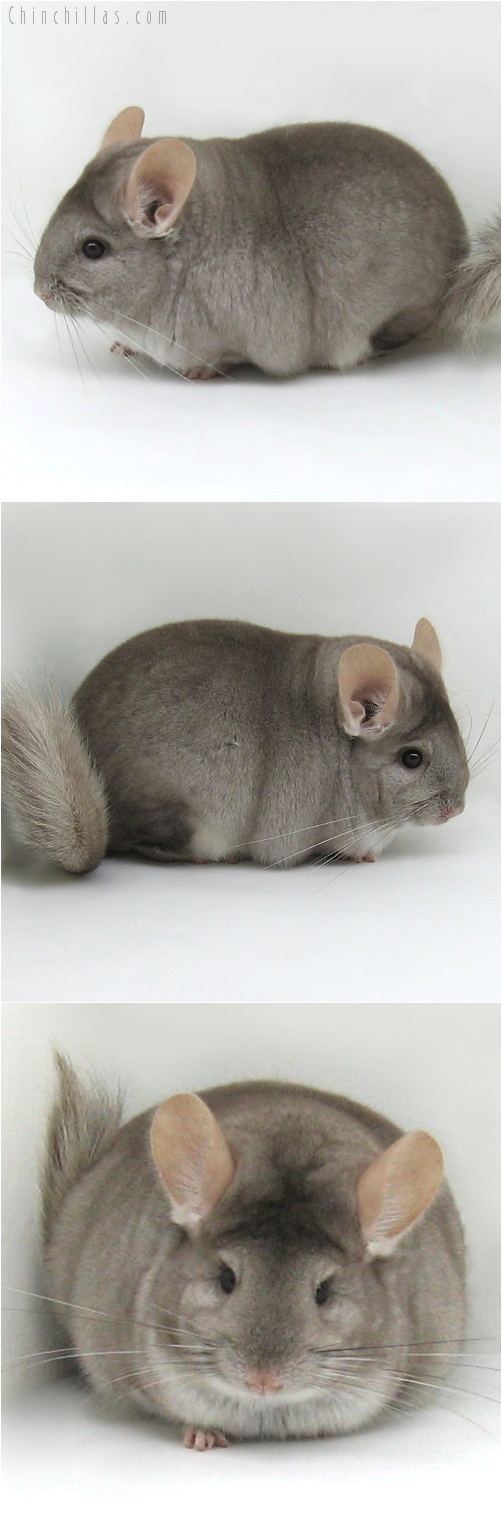 7143 Premium Production Quality Beige Female Chinchilla