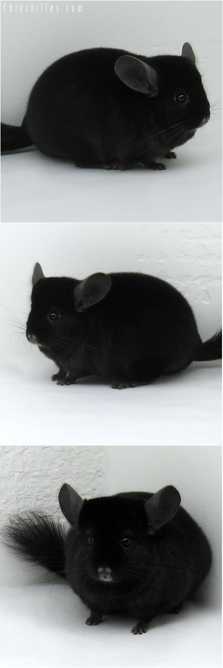 7116 Premium Production Quality Ebony Female Chinchilla