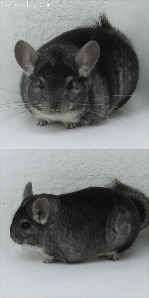 7055 Show Quality Standard Male Chinchilla