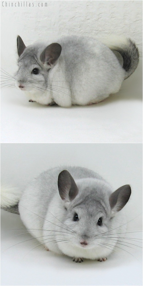 7147 Large Premium Production Quality White Mosaic Female Chinchilla