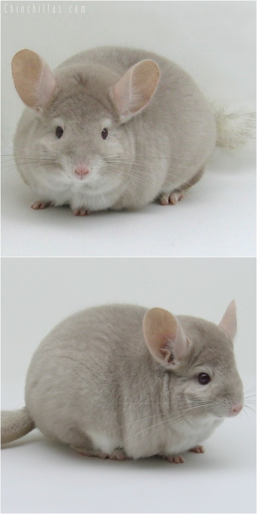 7132 Premium Production Quality Homozygous Beige Female Chinchilla