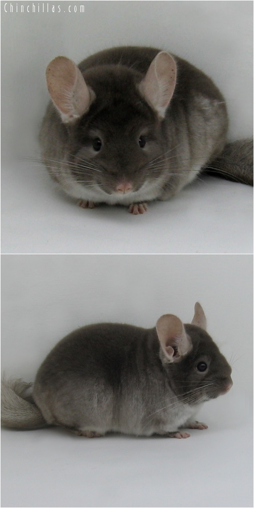 7149 Premium Production Quality TOV Beige Female Chinchilla