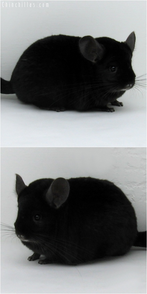 7117 Large Show Quality Ebony Female Chinchilla