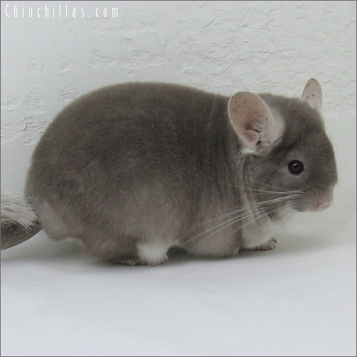 7166 Premium Production Quality TOV Beige Female Chinchilla