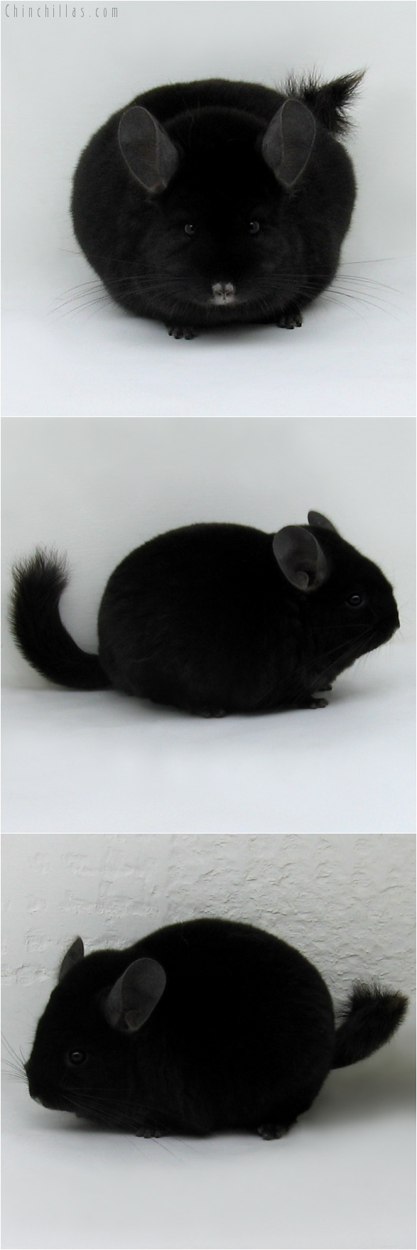 7164 Large Show Quality TOV Ebony Female Chinchilla