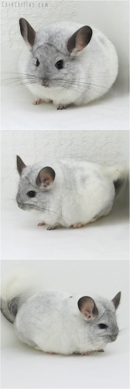 7169 Large White Mosaic Female Chinchilla