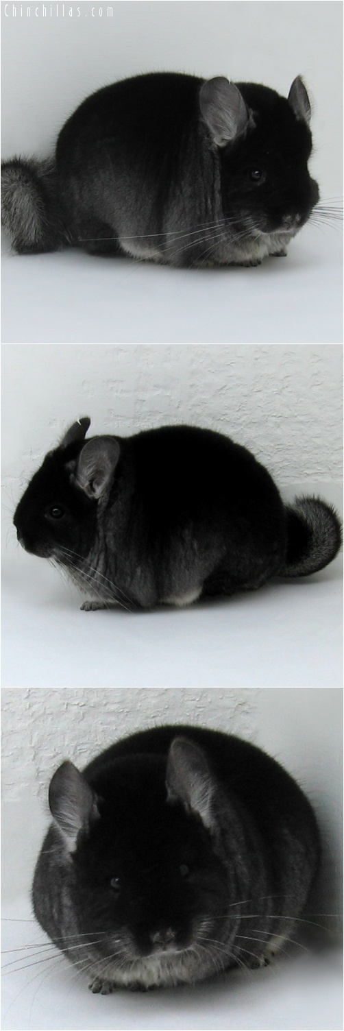 7128 Extra Large Herd Improvement Quality Black Velvet Male Chinchilla