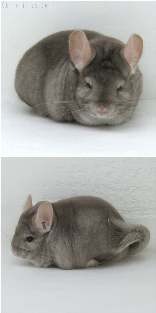 7086 Large Premium Production Quality Beige Female Chinchilla