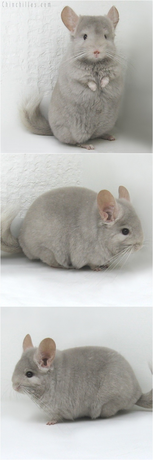 7178 Show Quality Tan / Violet Hybrid Female Chinchilla