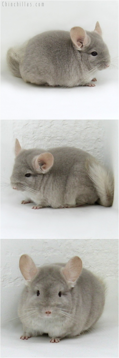 7161 Show Quality TOV Beige / Violet Female Chinchilla