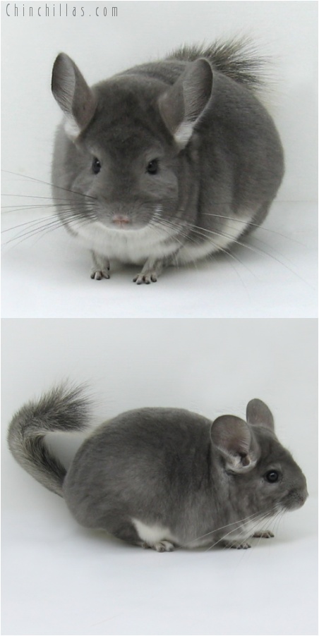 7144 Large Show Quality Violet Female Chinchilla