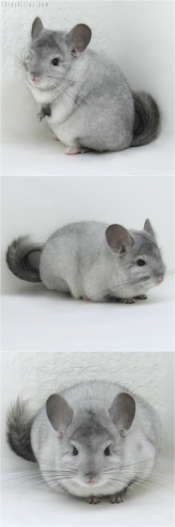 7173 Top Show Quality Ebony & White Mosaic Male Chinchilla