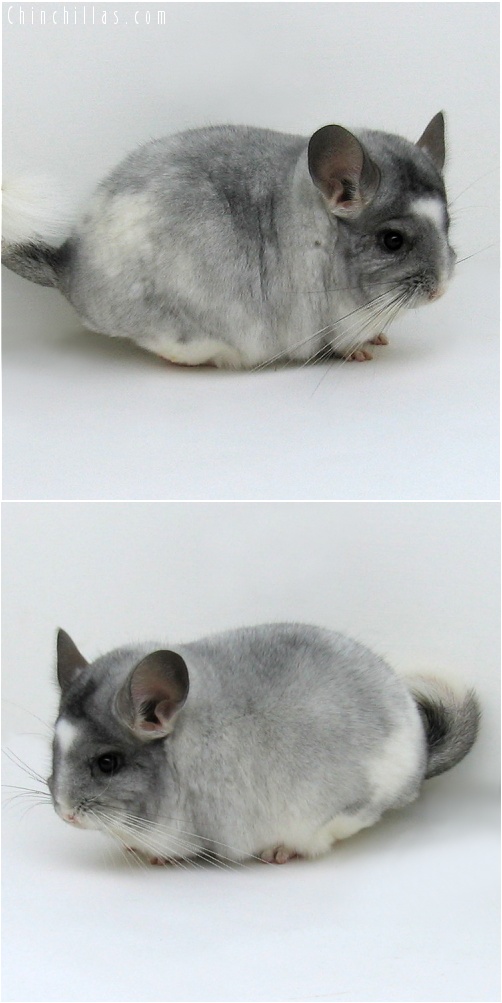 7153 Show Quality Silver & White Mosaic Male Chinchilla