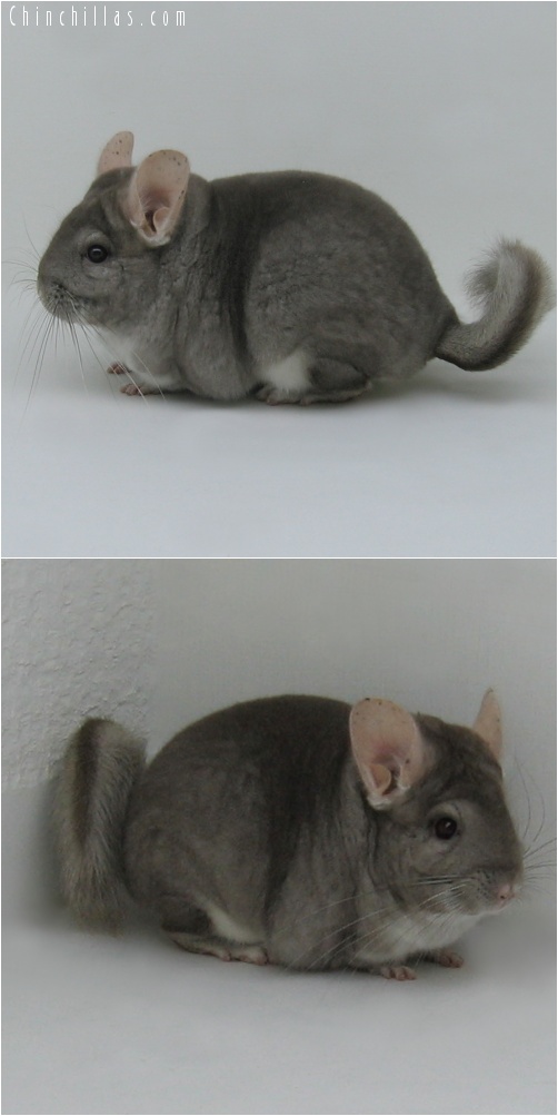 7060 Large Premium Production Quality Beige Female Chinchilla