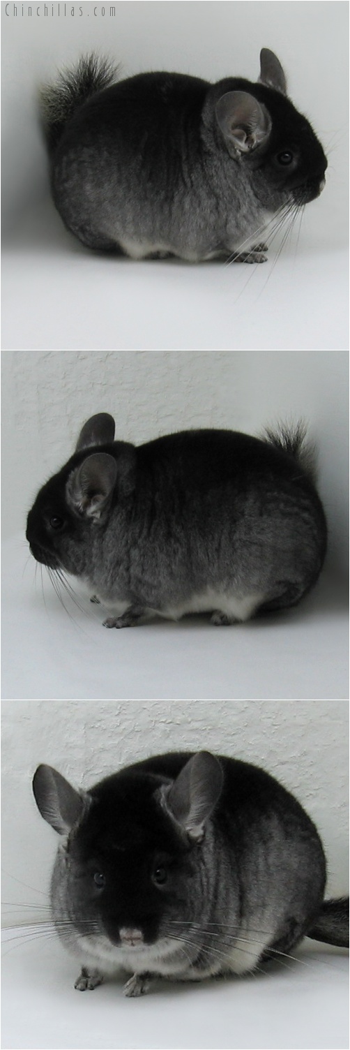 7174 Show Quality Black Velvet ( Sapphire Carrier ) Female Chinchilla