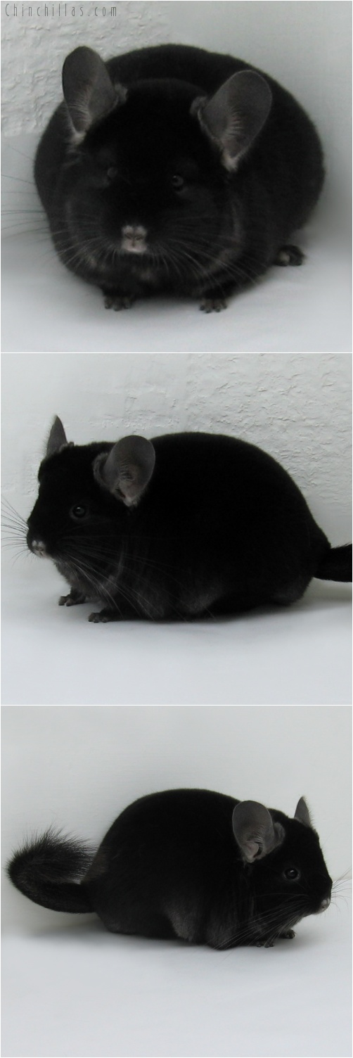 7176 Premium Production Quality TOV Ebony Female Chinchilla