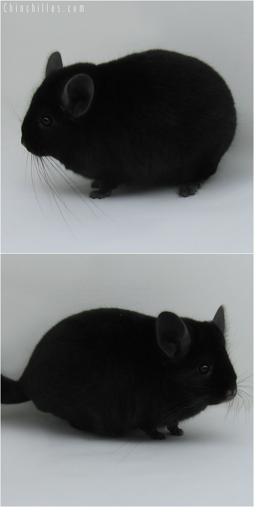 7194 Top Show Quality Ebony Male Chinchilla