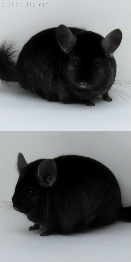 7193 Show Quality Ebony Female Chinchilla