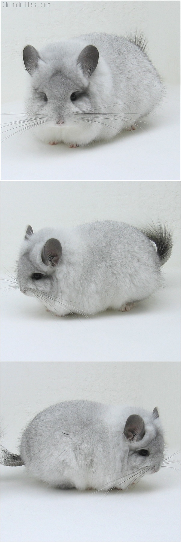 7212 Exceptional Quality White Mosaic Royal Persian Angora Male Chinchilla