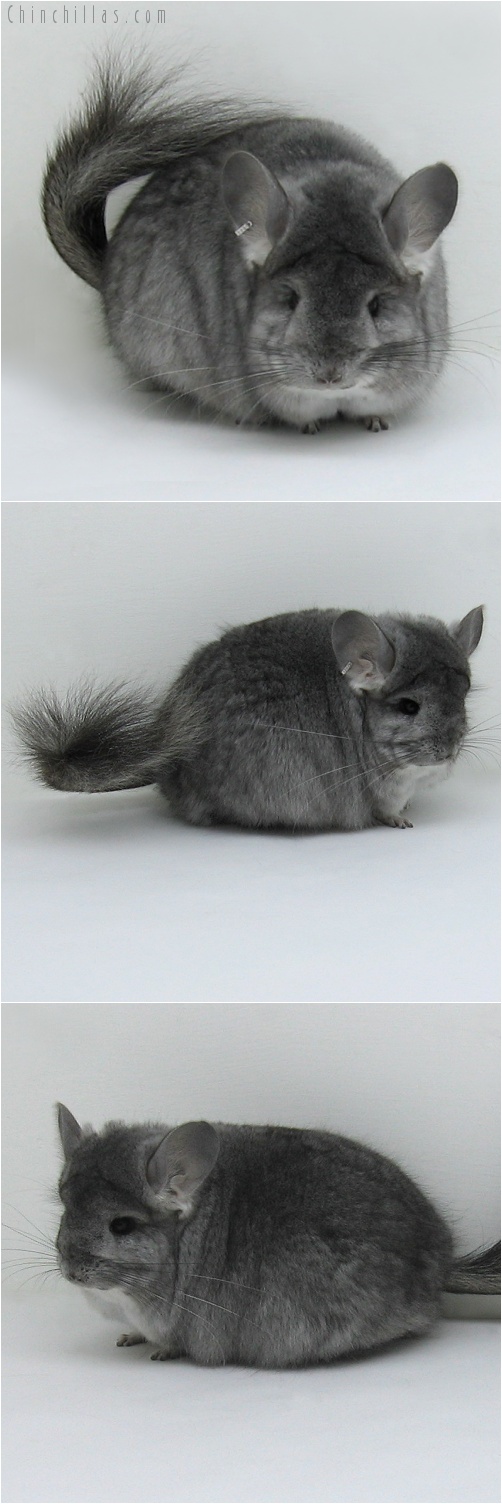 7218 Standard Royal Persian Angora Female Chinchilla