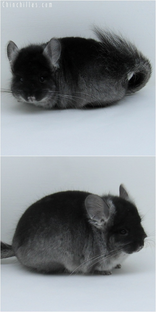 7211 Black Velvet Royal Persian Angora Male Chinchilla