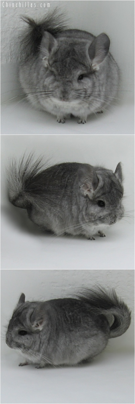 7216 Standard Royal Persian Angora Male Chinchilla