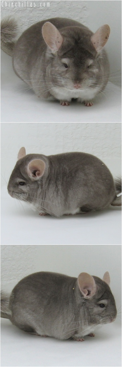 7078 Large Premium Production Quality Beige Female Chinchilla