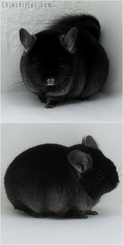 7205 Premium Production Quality TOV Ebony Female Chinchilla