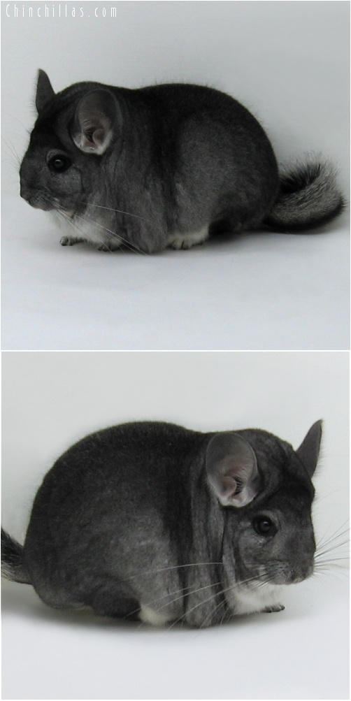 7162 Extra Extra Large Premium Production Quality Standard Female Chinchilla