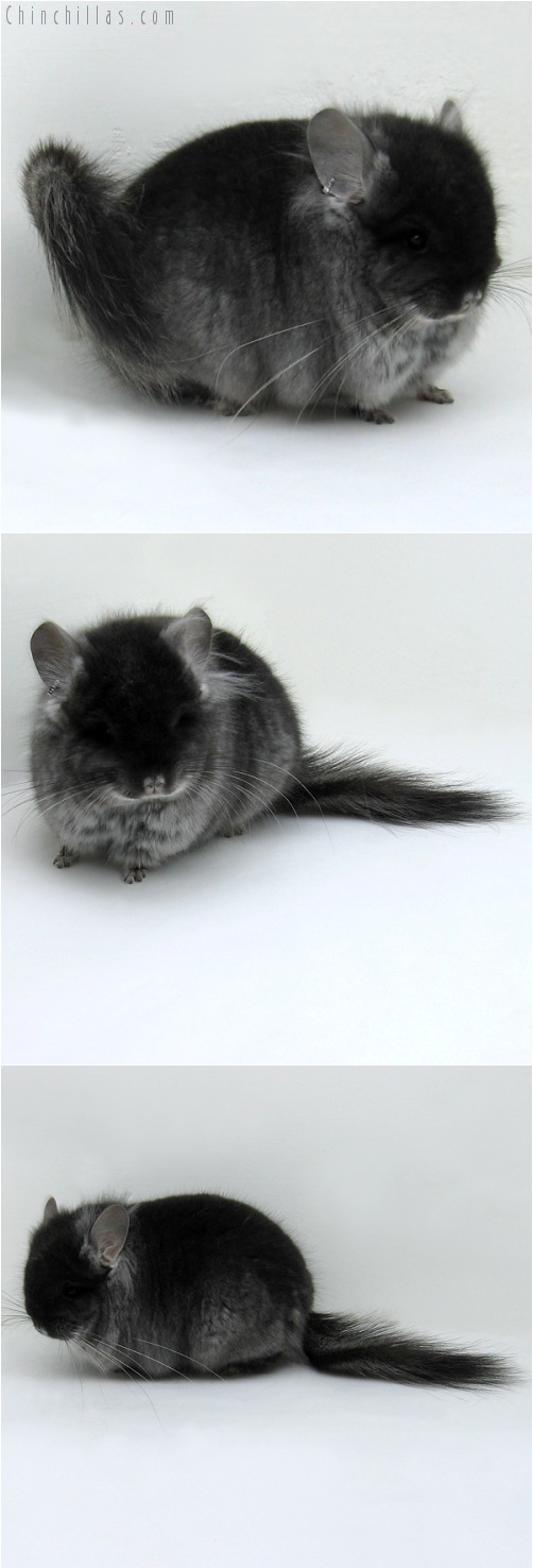7226 Exceptional Black Velvet Royal Persian Angora Male Chinchilla