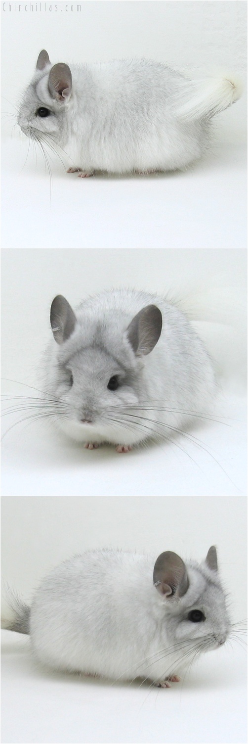 7223 Exceptional White Mosaic Royal Persian Angora Female Chinchilla