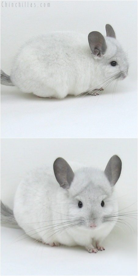 7221 White Mosaic ( Royal Persian Angora Carrier ) Female Chinchilla