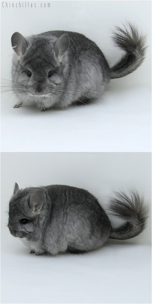 7222 Standard Royal Persian Angora Female Chinchilla