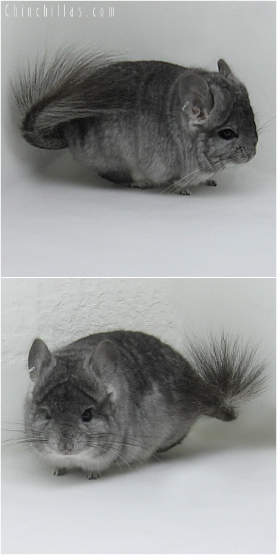 7228 Standard Royal Persian Angora Male Chinchilla