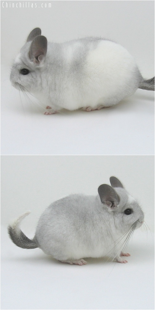 7230 White Mosaic ( Royal Persian Angora Carrier ) Male Chinchilla