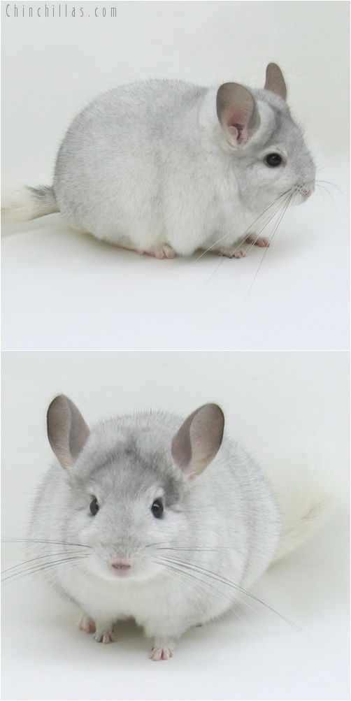 7224 White Mosaic ( Sapphire Carrier ) Female Chinchilla